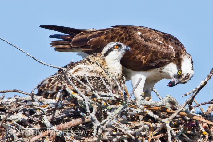 Краснохвостый Сарыч