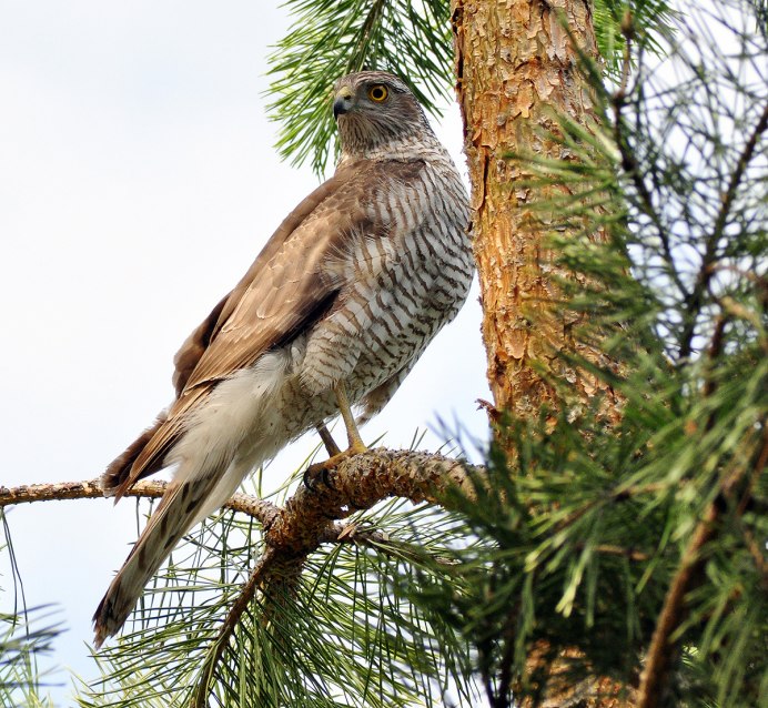 Орел в дикой природе