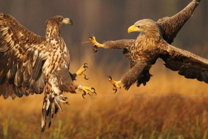 Орел и Коршун