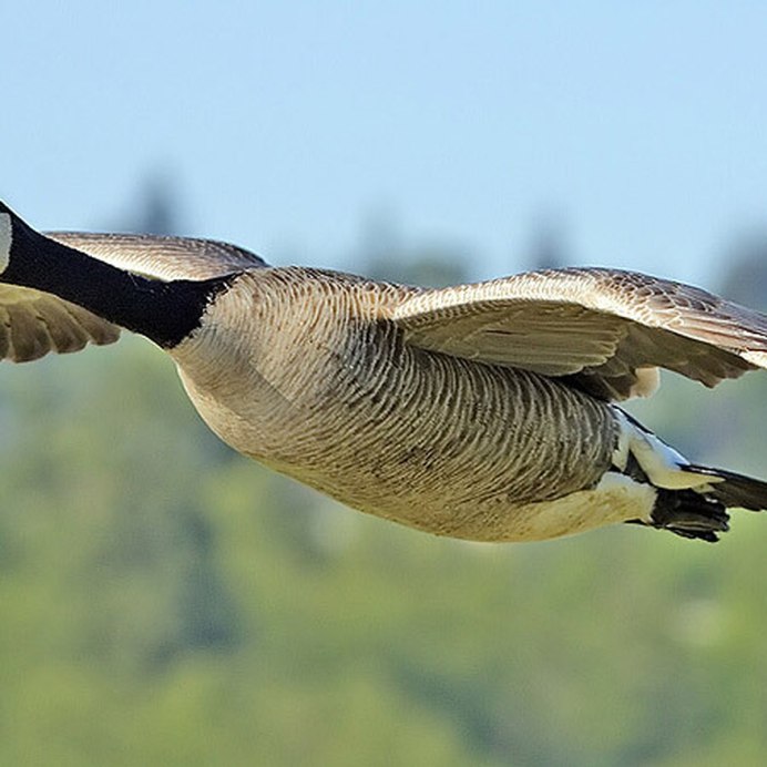 Птица похожая на гуся