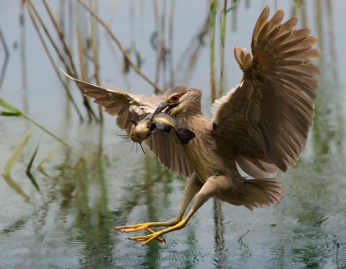 Птица охотится