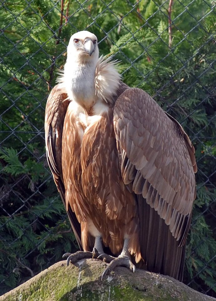 Белоголовый ястреб падальщик