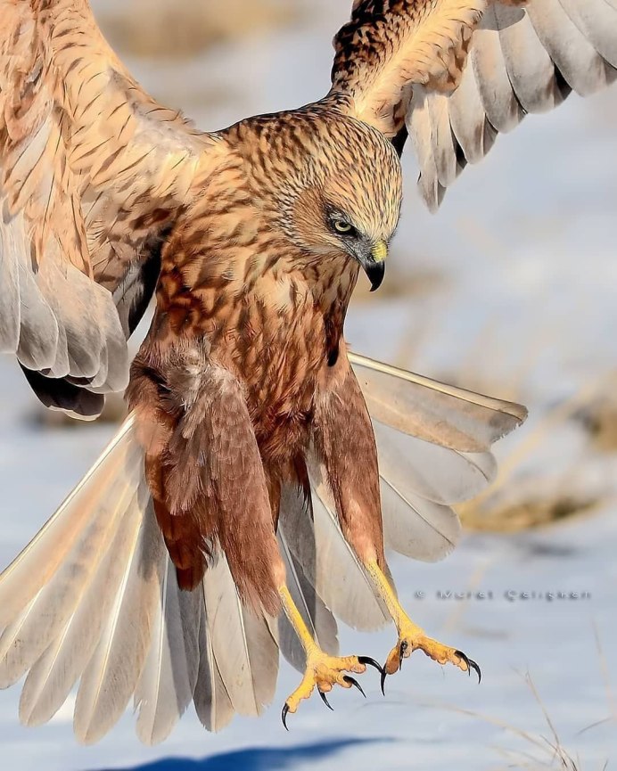 Могучий Орел птица