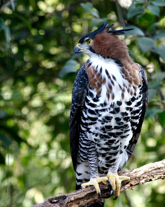 Stephanoaetus coronatus