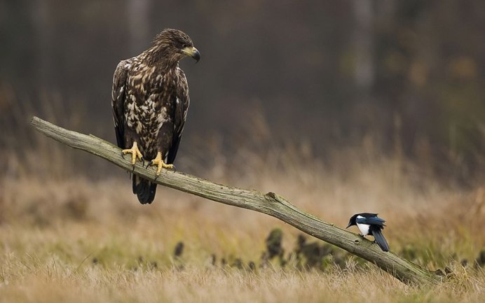 Беркут и Орлан белохвост