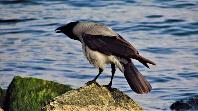 Коршун и ястреб