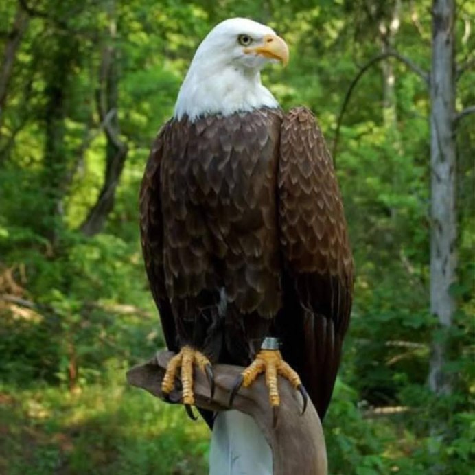 Чучело белоголового орлана