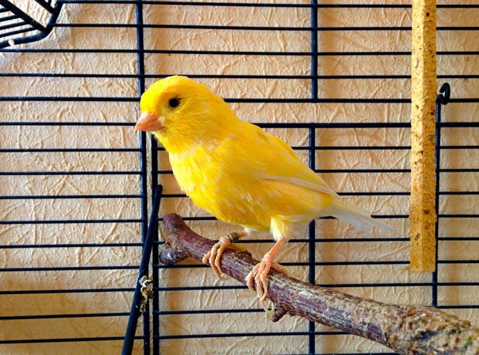 Canary - канарейка