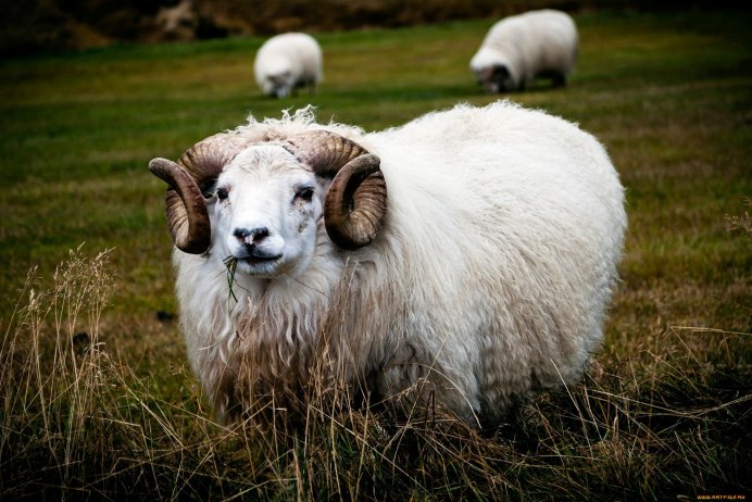 Овцы породы Valais Blacknose