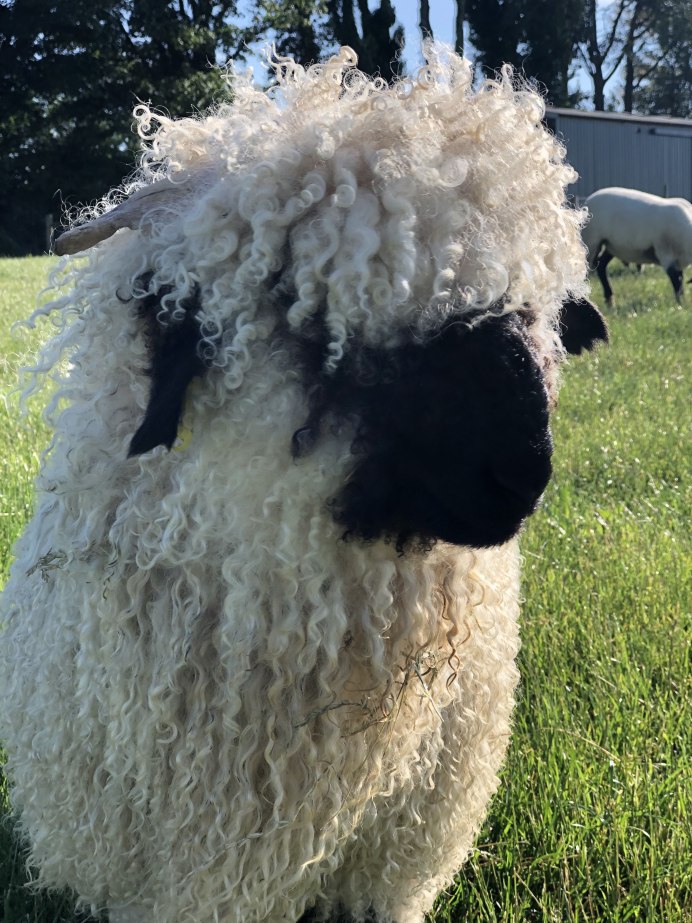 Scottish Blackface Sheep