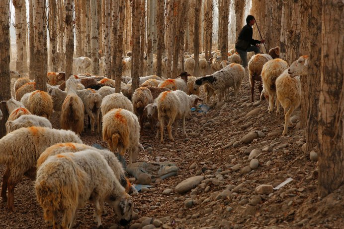 Порода овец Merinos