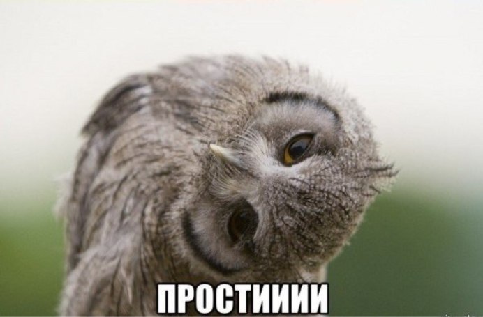 Сова поворачивает голову
