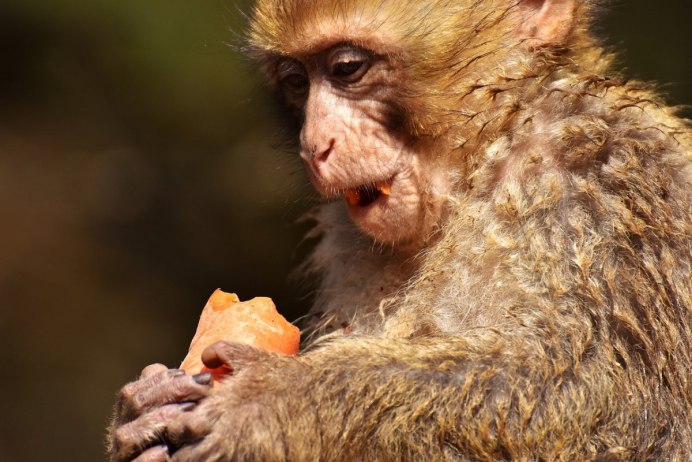 Capuchin Monkey