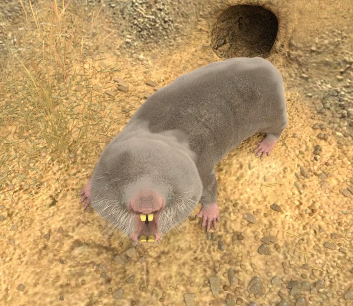Голый землекоп (Heterocephalus Glaber)