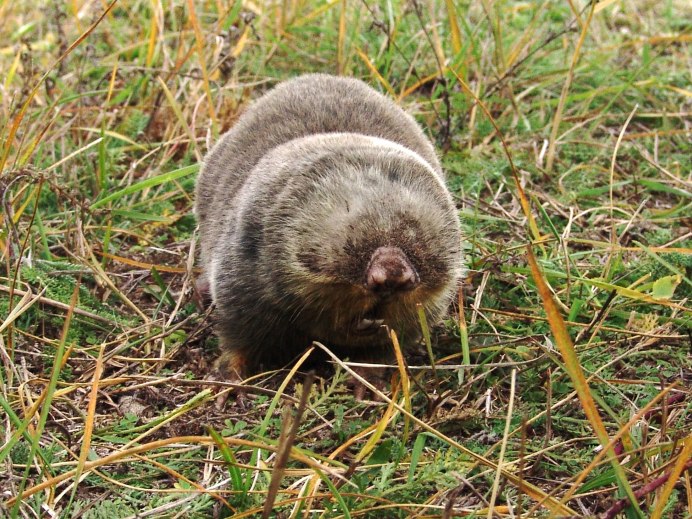 Голый землекоп (Heterocephalus Glaber)