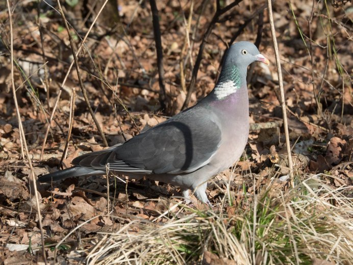 Вяхирь (Columba palumbus)