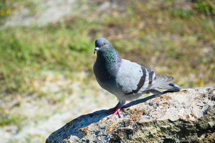 Вяхирь (Columba palumbus)