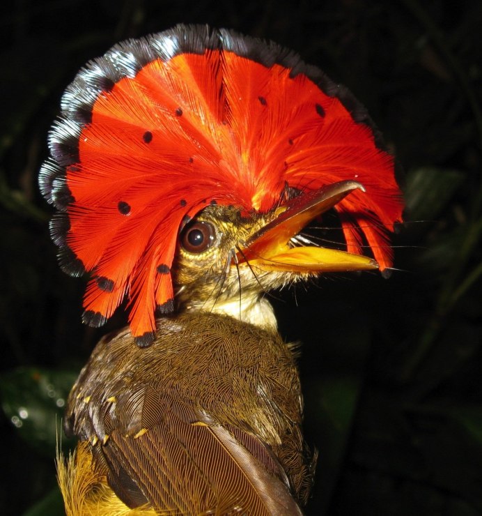 Красная Райская птица paradisaea rubra