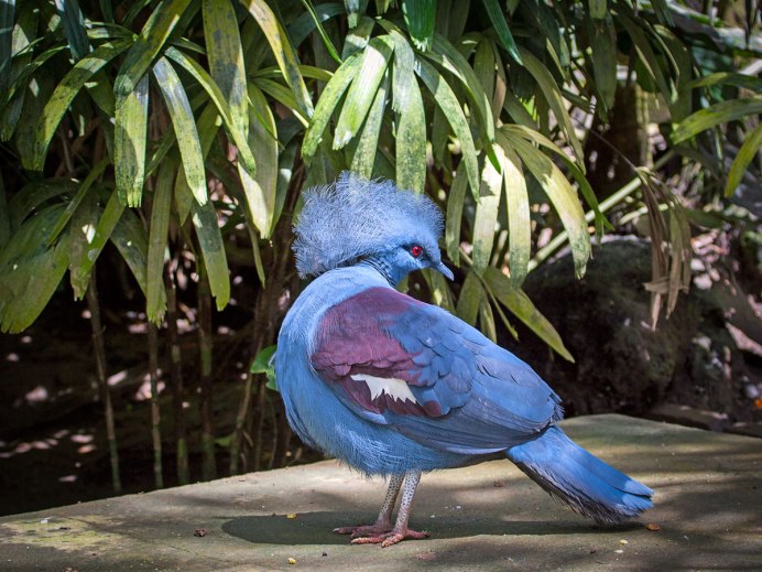 Chrysolophus amherstiae
