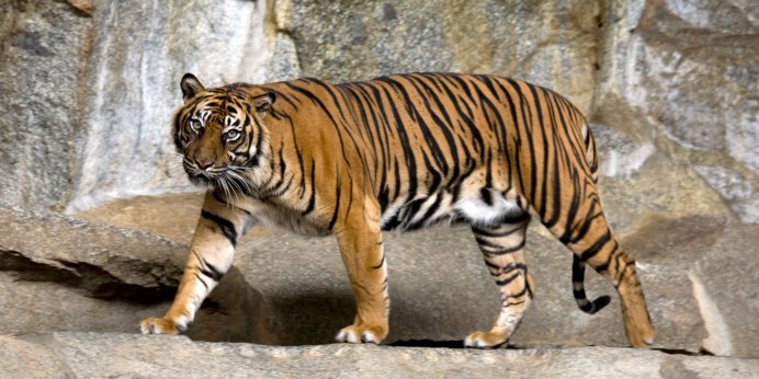 Суматранский тигр и Амурский