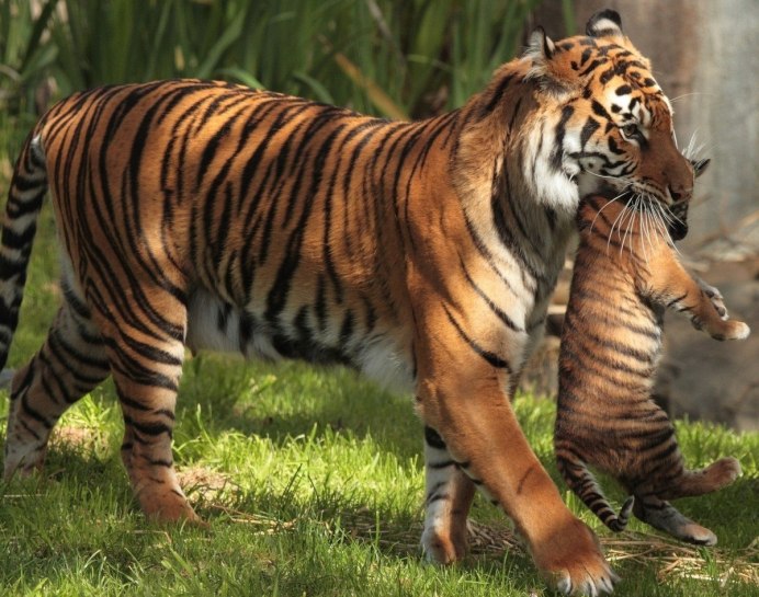 Тайгер тигр