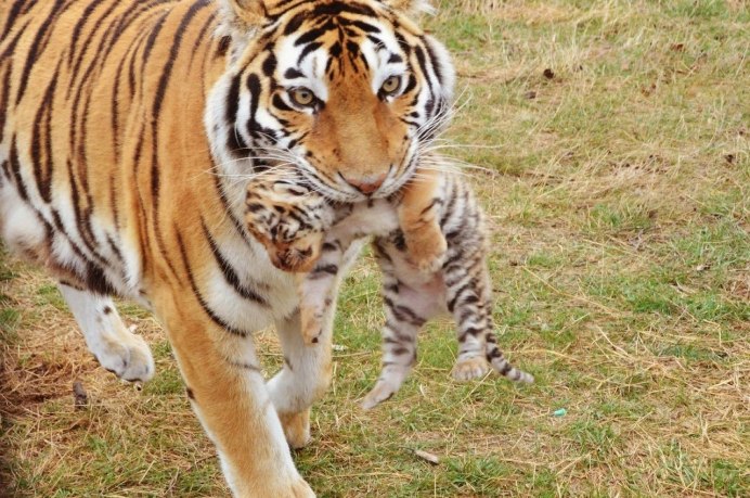 Тигрица Фрида