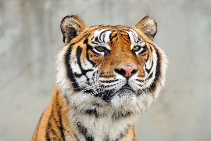 Уссурийский тигр