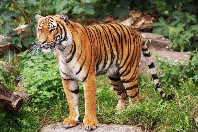 Каплан тигр