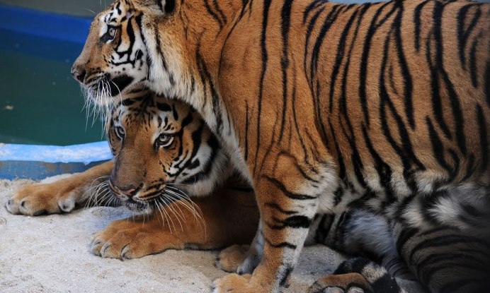 Малайский тигр