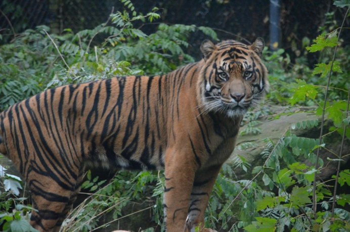 Золотой суматранский тигр