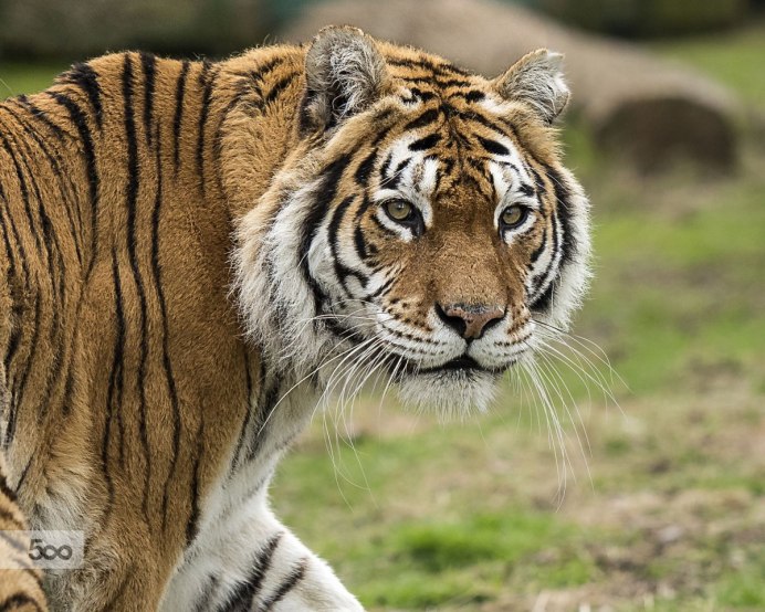 Суматранский тигр