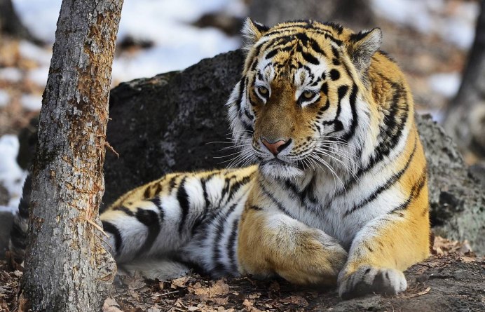 Туранский тигр