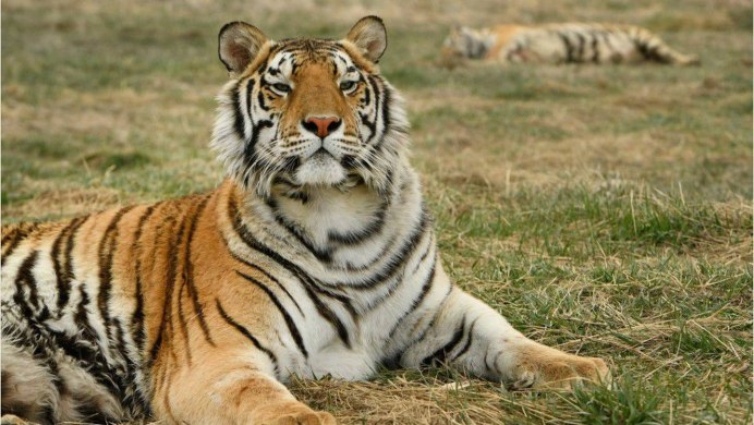 Самые красивые тигры