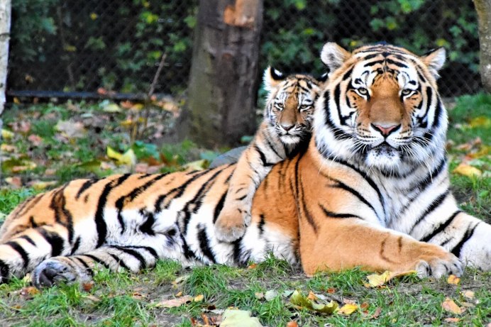 Амурские тигры и леопарды