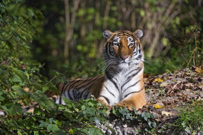 Дальний Восток Амурский тигр