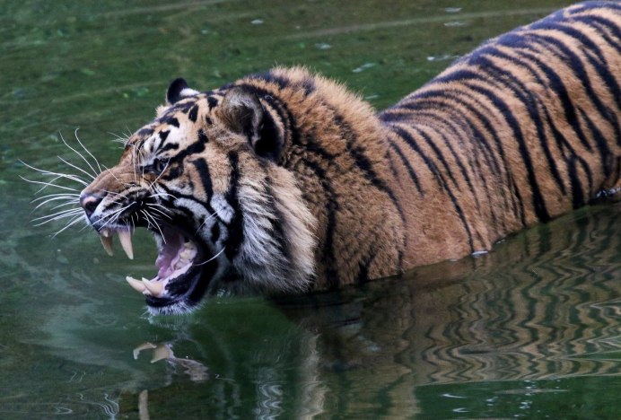 Золотой бенгальский тигр