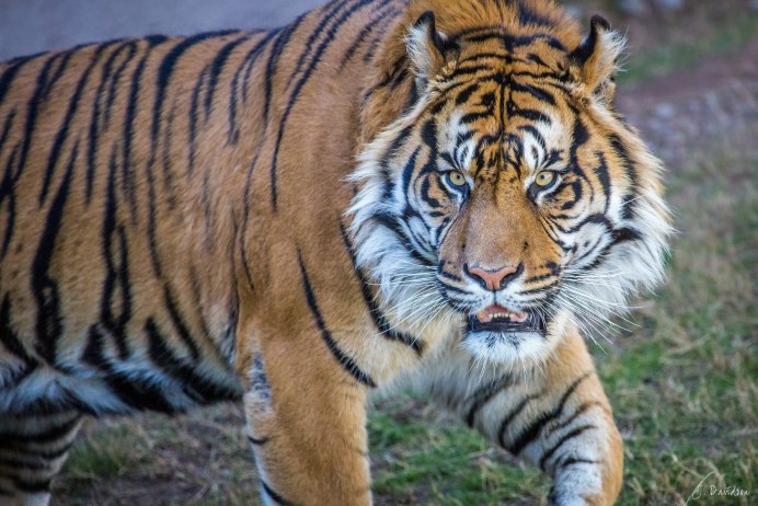 Бенгальский тигр