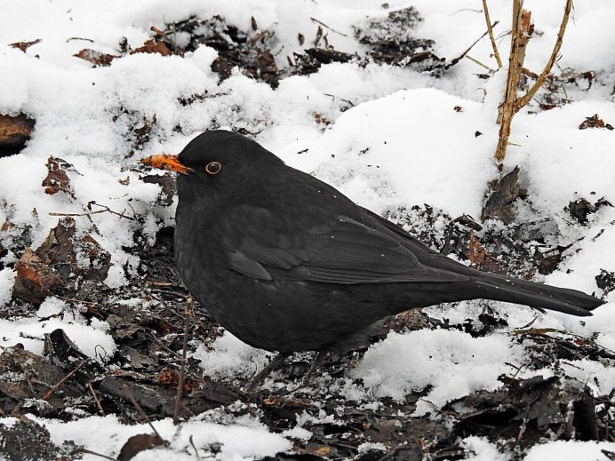 Blackbird female Company