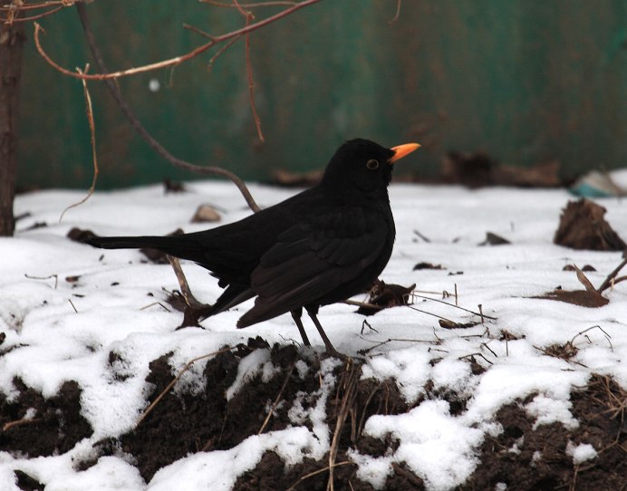Turdus Merula самка