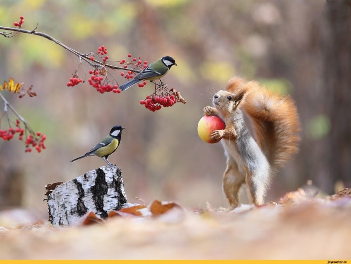 Природа птицы