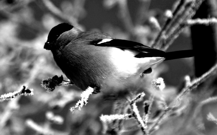 Снегирь картинка