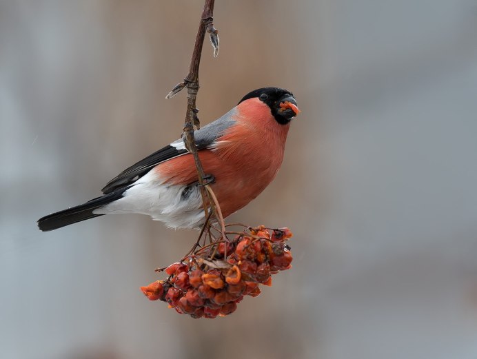 Снегирь фото