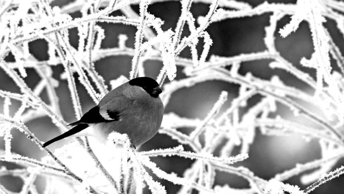 Снегири обои на рабочий стол 1920х1080