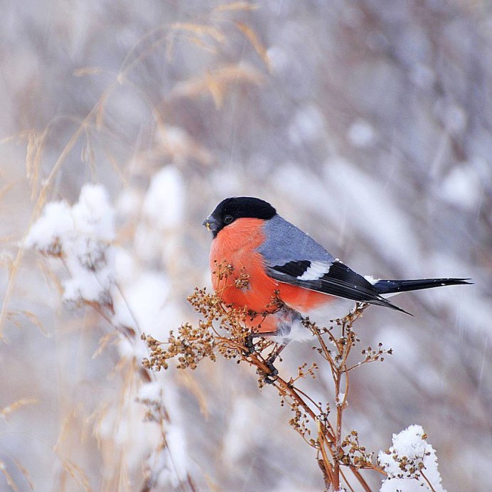 Синичка черно белая