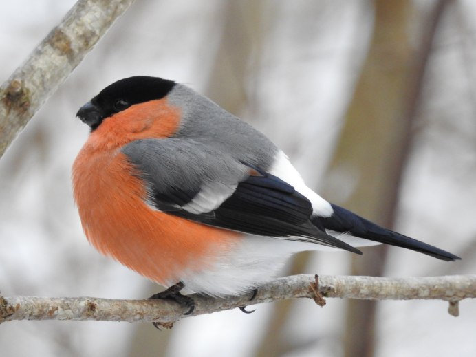 Посуда pyrrhula pyrrhula