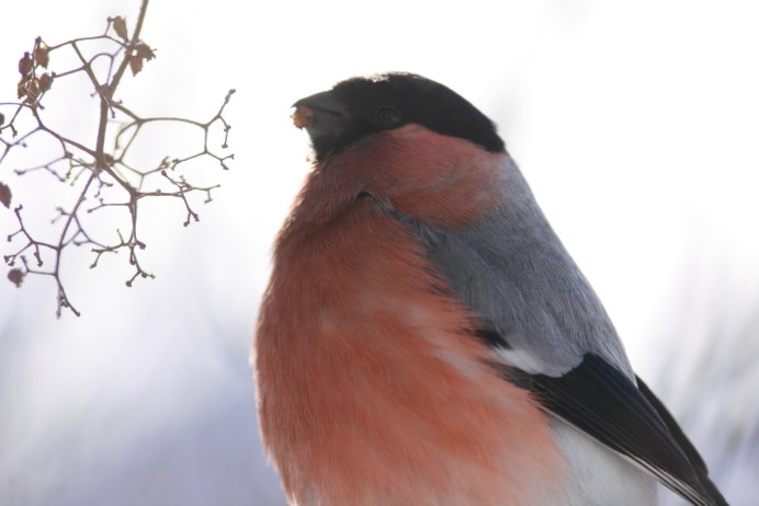 Канадская красногрудые птицы