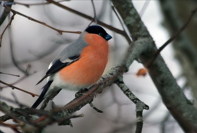 Черный Снегирь