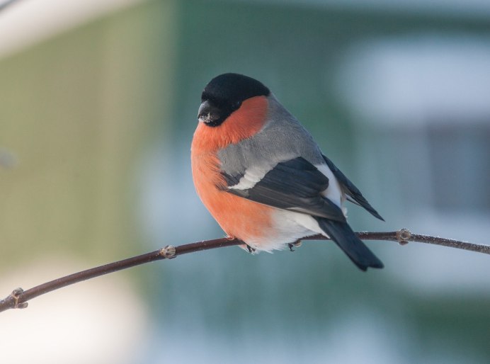 Pyrrhula pyrrhula без лицензии