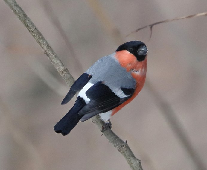 Снегирь синица свиристель