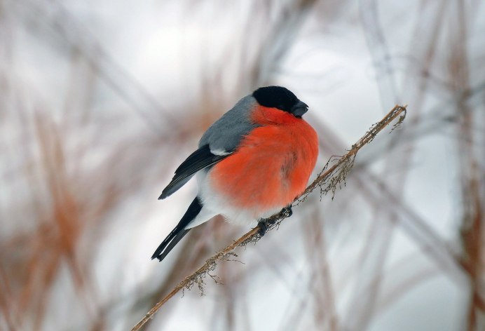 Снегирь самец